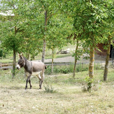 Masseria Acquasalsa Isernia | Foto50