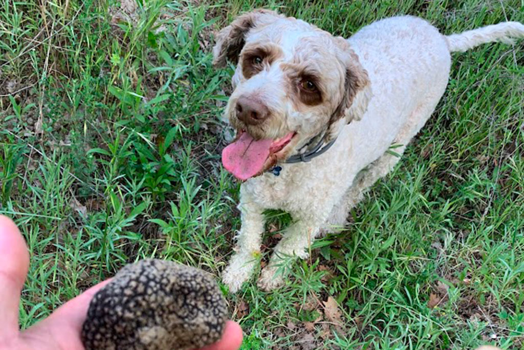 Masseria Acquasalsa Isernia | Caccia al tartufo con LULÙ