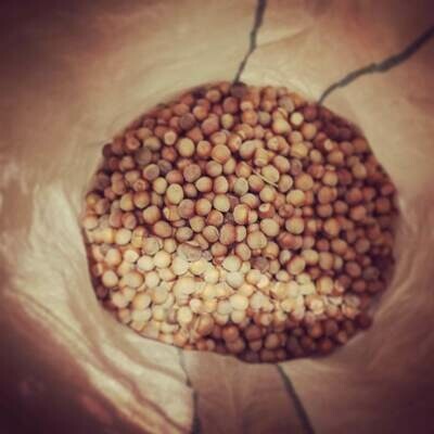 Masseria Acquasalsa Isernia | Nocciole biologiche