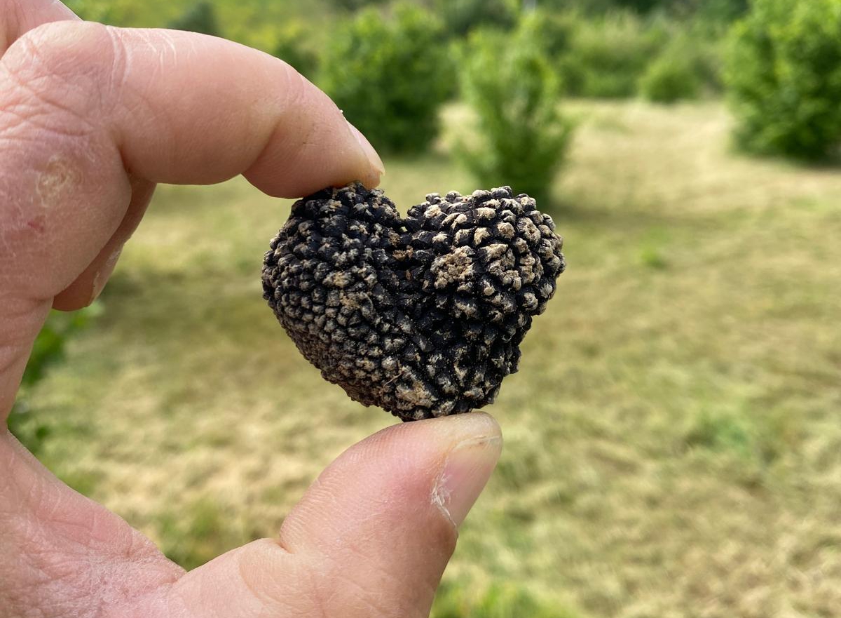 Masseria Acquasalsa Isernia | Tartufo